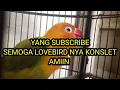 MASTERAN Ampuh ! YANG SUBSCRIBE SEMOGA LOVEBIRDNYA KONSLET