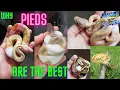 Pied Ball Pythons Are The Best