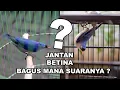 Perbedaan Suara Burung Rambatan Jantan \u0026 Betina