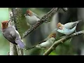 Download Lagu SUARA BURUNG YUHINA KALIMANTAN GACOR NGEROLL DURASI PANJANG