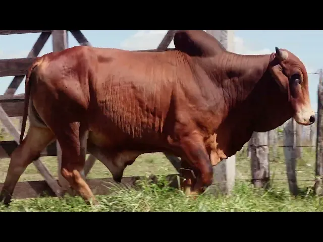 Touro Sindi RAJT - 2588