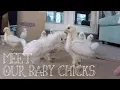 MEET OUR BABY CHICKS