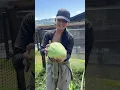Download Lagu Nuestra huerta esta abandonada ( así trabajamos) 👩‍🌾