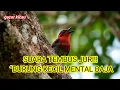 Download Lagu Suara Masteran Burung Kecil Kelas Lomba — Dijamin Bikin Gacor di Arena
