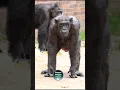 Download Lagu Chimpanzee Alice Stops To Listen #ChesterZoo #chimpanzee