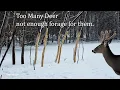 Deer Eating Staghorn Sumac Tree Bark 1 5 Million Deer in PA