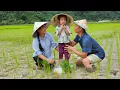 Download Lagu Husband And Daughter Help Wife Grow Rice - Family Love \u0026 Simple Life | Lý Phúc An