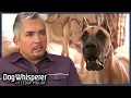 Aggressive Great Dane Terrifies His Owners S5E23 Full Episode Dog Whisperer With Cesar Millan