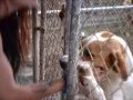 Animal Rescue Fund of Mississippi - Jackson MS