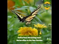 Flutterfest Attracting more Butterflies to the Your Garden