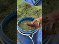 Download Lagu Cara Membuat Silase atau Fermentasi Pakan Ternak Kambing #kambing #kambingboer #fermentasipakan