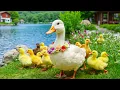 Download Lagu Alam yang Mekar \u0026 Keluarga yang Penuh Kasih 🦆 Hari yang Damai di Tepi Danau untuk Menyembuhkan Pi...