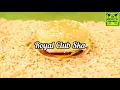 Royal Club Ska - Mediocres (Video Con Letra) FAN EDITION