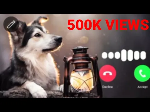 Download MP3 labra 🐕 #Dog ringtone dog ringtone | dog ringtone Best dog #ringtone#viral #short #trending #2023