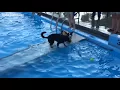 Hundreds of dogs take over Boise pool