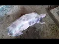 How long does it take for a pig to grow?