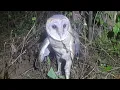 Download Lagu Bertemu burung hantu jinak persiapan di romppk sebelum pindah kekebun kecil