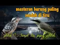 Download Lagu Masteran burung muda di tiru 🔥 platuk Sampit dan jinjing petulak 