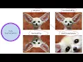 13 Perform Data Augmentation using Albumentations with different Transformations