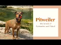Pitweiler - Amazing mix breed of Rottweiler and Pitbull