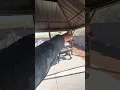 KozYard 12x20 Gazebo Installation Tips
