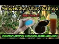 Lagu Cukup Satu Sendok Saja Tanaman Jenis Apapun Langsung Berbuah Lebat Sekali‼️