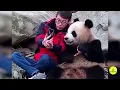 🐼Funny PANDA Video Compilation | 10 Mins of Panda Cuteness