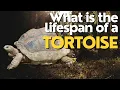 What is the Lifespan of a Tortoise Discovering the Longevity of These Ancient Reptiles