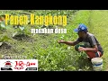 Download Lagu 🇸🇷🇮🇩 Kulop kangkong manganan desa Suriname paling enak!