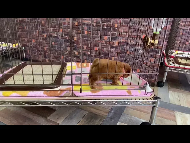 動画