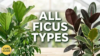 All types of Ficus a guide to caring for and choosing the right Ficus for you