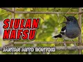 Download Lagu SIULAN KACER BETINA PALING MERDU! PANCINGAN EFEKTIF BUAT JANTAN EMOSI NAIK DRASTIS