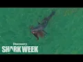 Drone Spots Shark Hunting Seal Shark Week