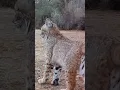 Bobcat Vocalization