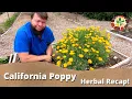 The Medicinal Benefits of California Poppy Herbal Recap with Doc Jones
