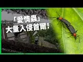 Download Lagu 「愛情蟲」入侵韓國首爾！最煩益蟲亂飛大家抓狂！民眾寧願熱炸也不敢開窗？ 【TODAY 看世界】