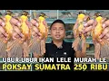 Download Lagu TERBARU POKSAY YELLOW || POKSAY SUMATRA 250 RIBU MURAI BATU TIGA EKOR 550 RIBU DI KIOS LANGGENG JAYA