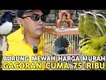 Download Lagu BUAT BELI BODREK !!! CUMA DISINI BURUNG GACOR DIJUAL 75 RIBUAN DI PASAR BURUNG PRAMUKA 