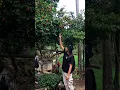 petik buah dewandaru punya tetangga.pohon ini bisa buat penangkal juga katanya #aysadventure #shorts