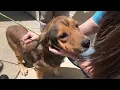Looking to Adopt 10 News Clear the Shelters spotlights pets waiting for homes