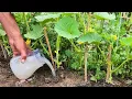 My Plants EXPLODED After This Homemade Fertilizer HUGE Harvest