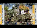Shopping at LOWES for 75 OFF END OF SEASON CLEARANCE Plant Haul