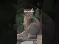 Download Lagu kucing cinematik #fypyoutube