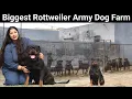 Rottweiler Dog Farm India s Best Rottweiler Kennel Elite Rottweiler