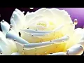 لين حايك انت هوي