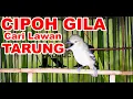 Lagu Sirtu / Cipoh Gacor Ngotot Ngamuk Cari Musuh Tarung