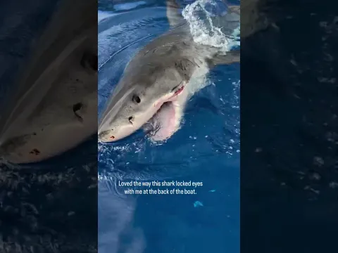 Locked eyes with this great white🩶 #whiteshark #clare