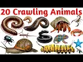 Download Lagu 20 Crawling Animals for Kids | Learn Animal Names with Pictures \u0026 Fun Educational Video