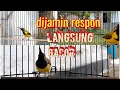 Download Lagu DIJAMIN RESPON PANCINGAN SOGON LANGSUNG GACOR .!!   #pancingansogon #masteransogon #sogokontonggacor