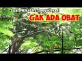 Download Lagu Suara Pikat SOGON DAN BURCIL  Paling Dahsyat #part lll